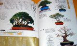 Make BONSAI understands with photographs book from japan japanese