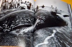 Photo1: Dismantling of the whale book japan, japanese, whaling, meat, fishing, iwc