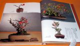 Four seasons of BONSAI photo book japan japanese