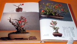 Photo1: Four seasons of BONSAI photo book japan japanese