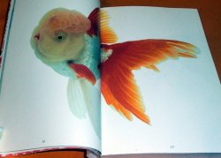 Photo1: Kingyo - The Graphics of Japanese Goldfish