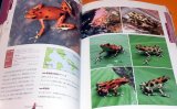 Poison Dart Frog - Reptiles & Amphibians Perfect Guide