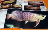 AROWANA HISTORIOGRAPHY