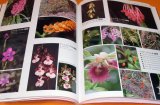 Picture book of Mysterious Orchid in the world book flower orchidaceae