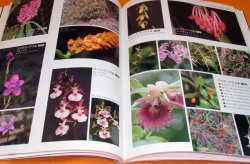 Photo1: Picture book of Mysterious Orchid in the world book flower orchidaceae