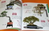 BONSAI beginner's book from japan japanese