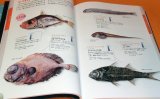 Deep Sea Fish Encyclopedia book japan japanese