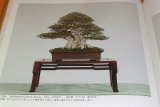 Very Rare ! The 85rd Bonsai Exhibition book from japan japanese
