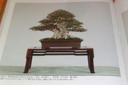 Photo1: Very Rare ! The 85rd Bonsai Exhibition book from japan japanese