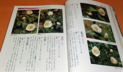 Photo1: Camellia Japonica book tsubaki japanese