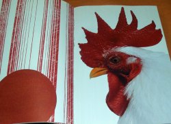Photo1: Niwatori : Chicken Photo Book Gallus gallus domesticus