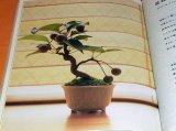 Let's Begin Miniature BONSAI book Japan Japanese mini little