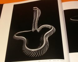 Photo1: REAL BONES Beauty of Skeleton and Functional book animal snake bird fish