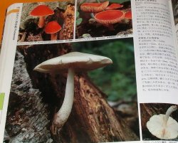 Photo1: FUNGI OF JAPAN 945 varieties book Japanese mushroom