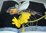 Kumada Chikabo's  Picture book art book from Japan Insect Animal Bird