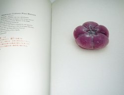 Photo1: The graphics of Japanese Confection WAGASHI book Japan Japanese wagasi