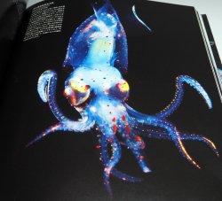 Photo1: CEPHALOPODS, amazing and beautiful creatures photo book squid octopus