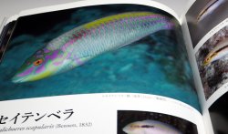 Photo1: A Photographic Guide to WRASSES of Japan book Japanese Labridae fish