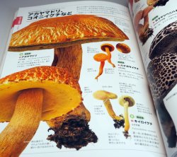 Photo1: Actual size of the mushrooms can be seen in comparison Japanese book