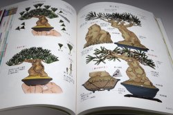 Photo1: SMALL TREE BONSAI All Illustration Introduction book from Japan Japanese