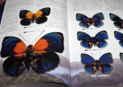 Photo1: What is the most beautiful Butterfly in the world : Illustration book