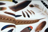 Beautiful Bird Feathers of the World :  Illustration book Japanese