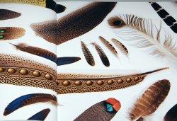 Photo1: Beautiful Bird Feathers of the World :  Illustration book Japanese