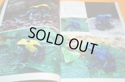 Photo1: Poison Dart Frog & Paludarium Book from Japane Japanese