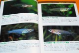 MEDAKA & KILLIFISH & LIVEBEARERS Guide Book from Japan Japanese rice fish