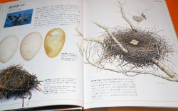 Photo1: JAPANESE WILD BIRD NEST AND EGG PICTORIAL BOOK FROM JAPAN