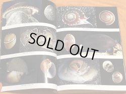 Photo1: Japanese Seashells Illustrated 629 species Book from Japan Shellfish