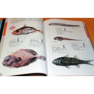 Photo: Deep Sea Fish Encyclopedia book japan japanese