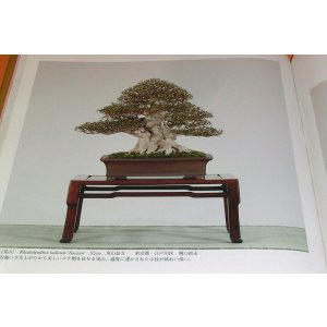 Photo: Very Rare ! The 85rd Bonsai Exhibition book from japan japanese