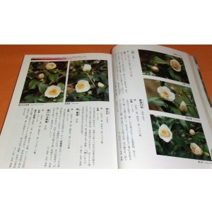 Photo: Camellia Japonica book tsubaki japanese