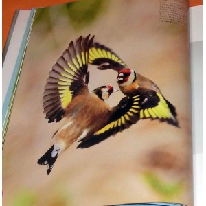 Photo: Flying Birds Flying Beauty in the world photo book from Japan Japense