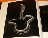 Photo: REAL BONES Beauty of Skeleton and Functional book animal snake bird fish