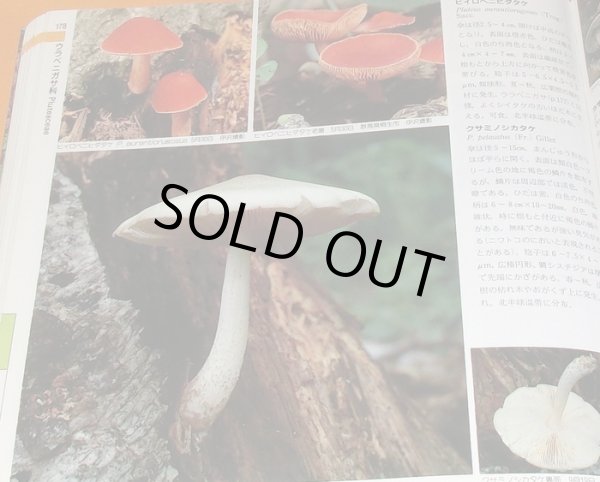 Photo1: FUNGI OF JAPAN 945 varieties book Japanese mushroom (1)