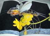 Photo: Kumada Chikabo's  Picture book art book from Japan Insect Animal Bird