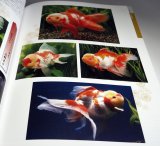Photo: Goldfish Breeding book from Japan Japanese KINGYO