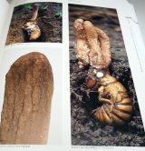 Photo: An Illustrated Guide to Ecology of Japanese Cordyceps book from Japan