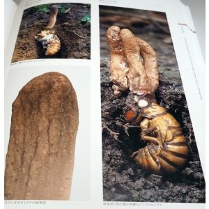 Photo: An Illustrated Guide to Ecology of Japanese Cordyceps book from Japan
