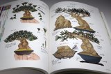 Photo: SMALL TREE BONSAI All Illustration Introduction book from Japan Japanese
