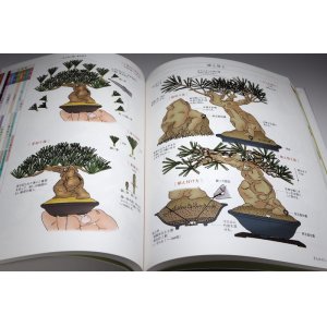 Photo: SMALL TREE BONSAI All Illustration Introduction book from Japan Japanese