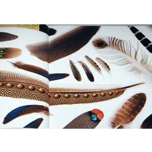 Photo: Beautiful Bird Feathers of the World :  Illustration book Japanese