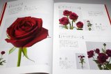 Photo: The Encyclopaedia of Cut Roses 1 : RED PINK BI-Color from Japan Japanese