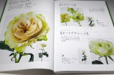 Photo: The Encyclopaedia of Cut Roses 2 : GREEN WHITE YELLOW ORANGE BROWN PURPLE