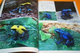 Photo: Poison Dart Frog & Paludarium Book from Japane Japanese