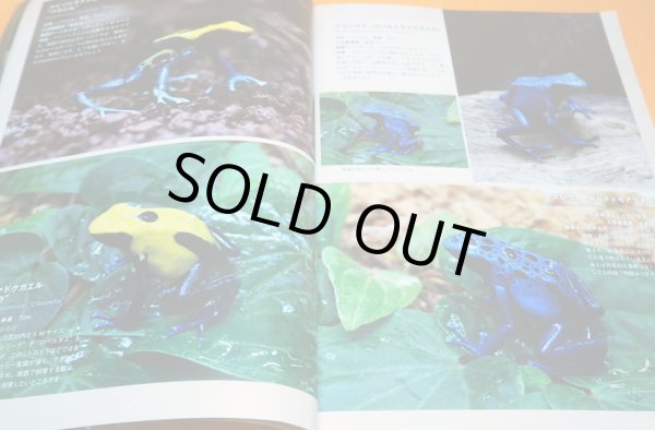 Photo1: Poison Dart Frog & Paludarium Book from Japane Japanese (1)