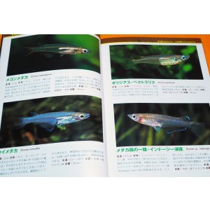 Photo: MEDAKA & KILLIFISH & LIVEBEARERS Guide Book from Japan Japanese rice fish