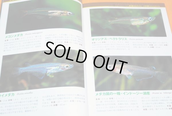 Photo1: MEDAKA & KILLIFISH & LIVEBEARERS Guide Book from Japan Japanese rice fish (1)